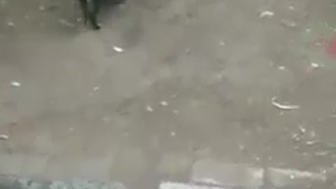 puppy disturbing two cock for give up there fighting