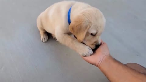 Labrador Puppy Learning and Performing Training Commands _ Dog Showing All Training Skills- PART 3