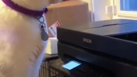 cute cat funny videos 🤩 Animals Fun zone