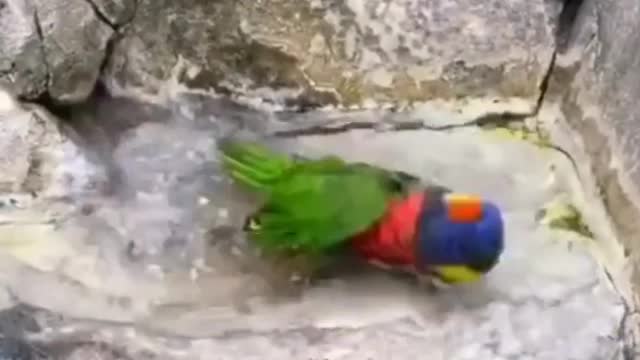 Is this parrot taking a bath?