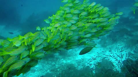 School Of Fish | Why Are Coral Reefs Hotspots of Life in the Ocean?