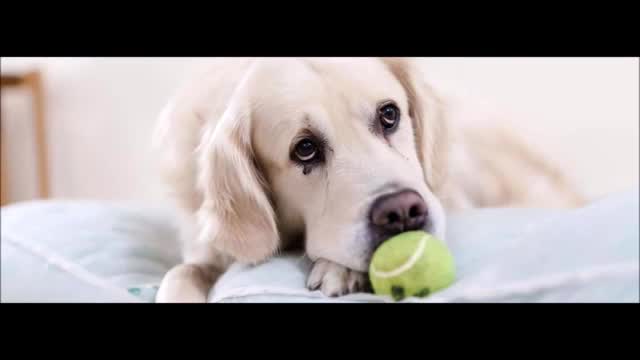 Hear the sound of a dog crying