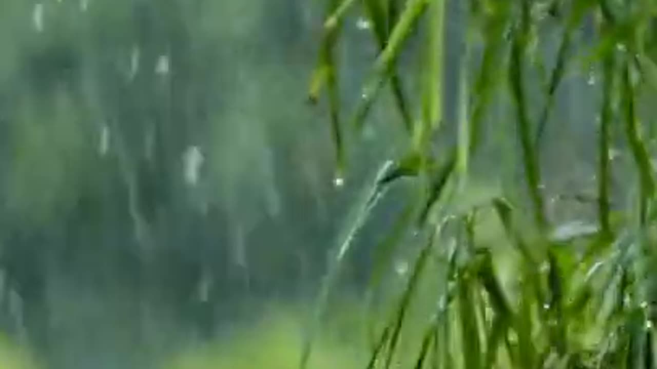 Rain Pouring on Green Tree 🌴