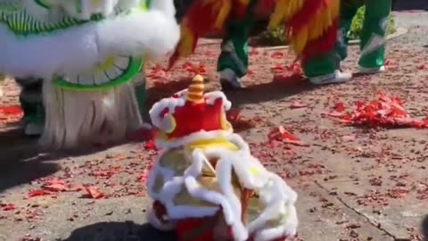 Lion dance dog