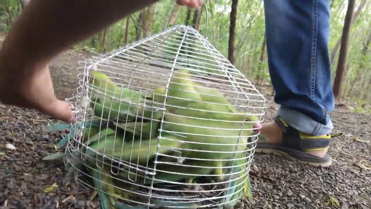 Releasing 13 Parrots | in Bairagarh , Bhopal , M.P