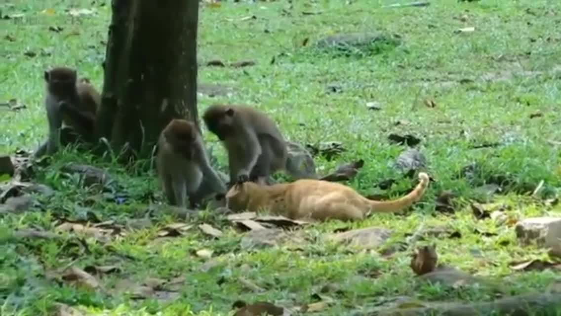 Funny cats and monkey