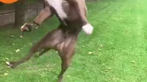 Dogs that fly- amirican pit bull terriets show thair jumping