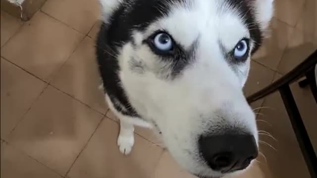 Perrito hablando