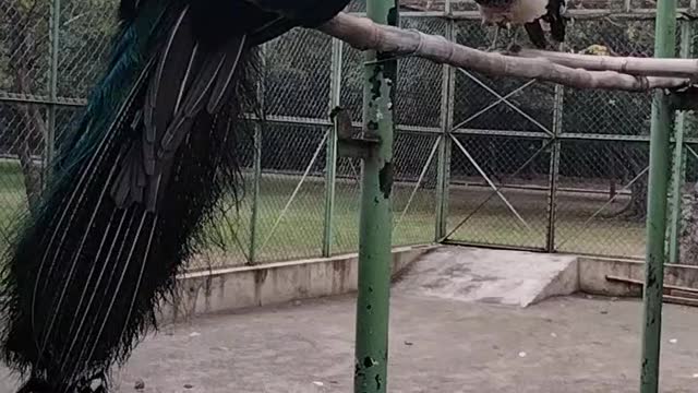 Colourful Peacock 🦚 Bird Video By Kingdom of Awais