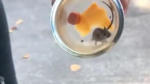 Mouse escapes in car!
