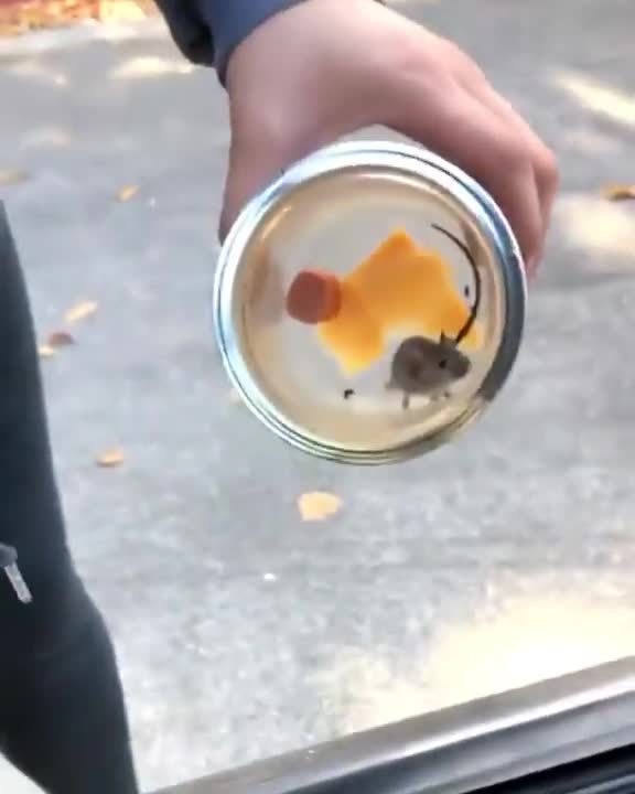 Mouse escapes in car!