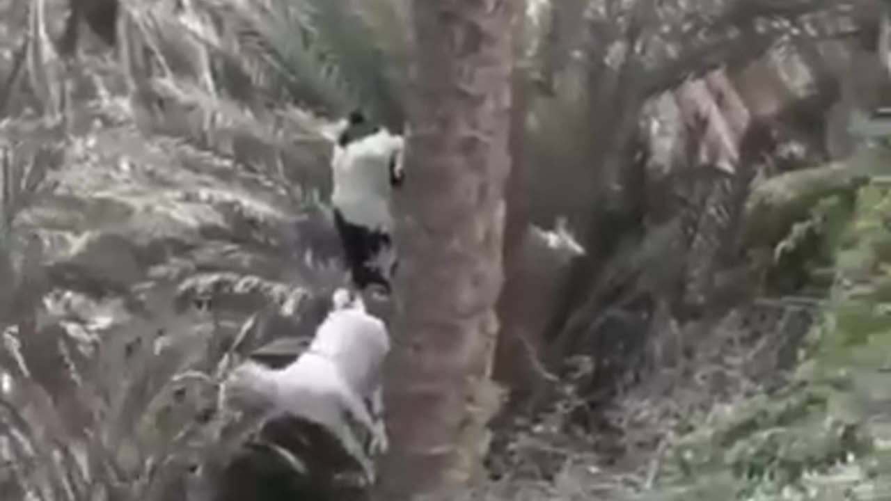 Goat climbing down from a date tree