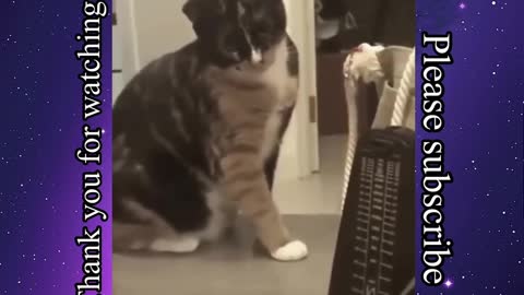 Funny Pets Video