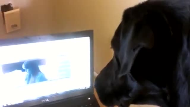 This dog LOVES to SING to Adele!