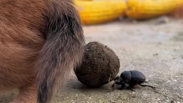 The dog looked at Mr. Shitoulang carrying a lump of shit, and Mr. Shitoulang worked hard