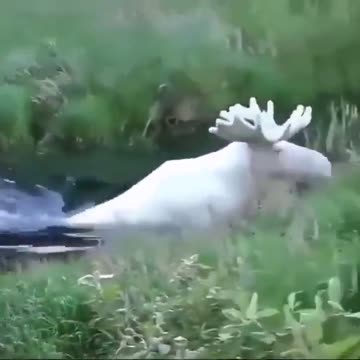 The white reindeer crosses the river