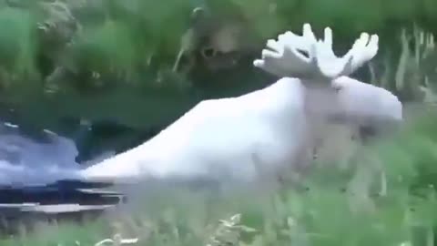 The white reindeer crosses the river