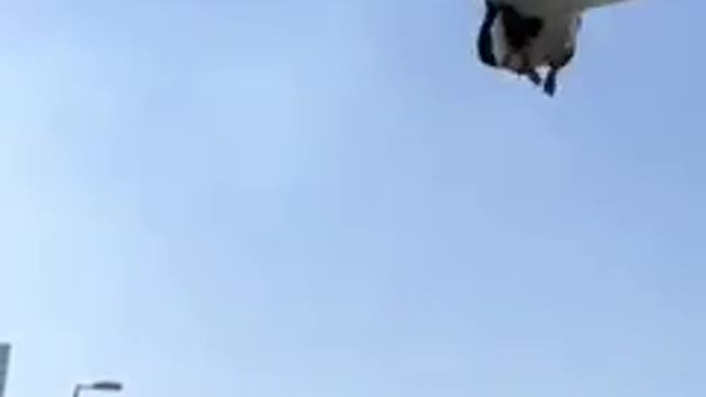 Pigeon flying and flip in air music video