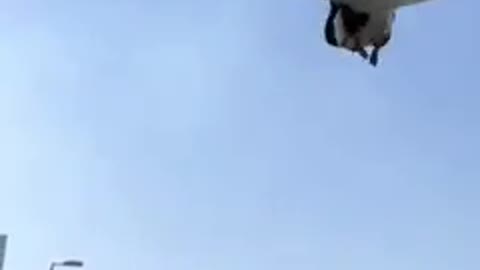 Pigeon flying and flip in air music video