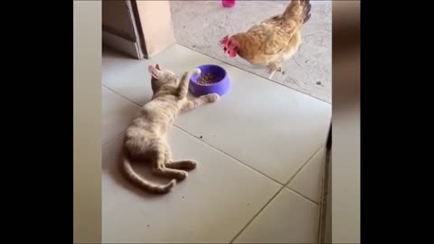 Cat can't stand the phrase "Sharing is caring"