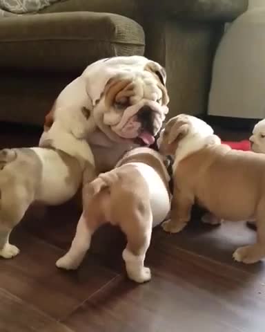 Bulldog Inglés papá se relaciona con su camada de cachorros