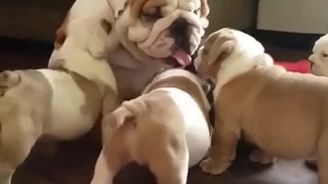 Bulldog Inglés papá se relaciona con su camada de cachorros