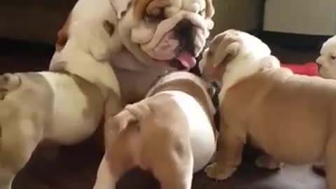 Bulldog Inglés papá se relaciona con su camada de cachorros