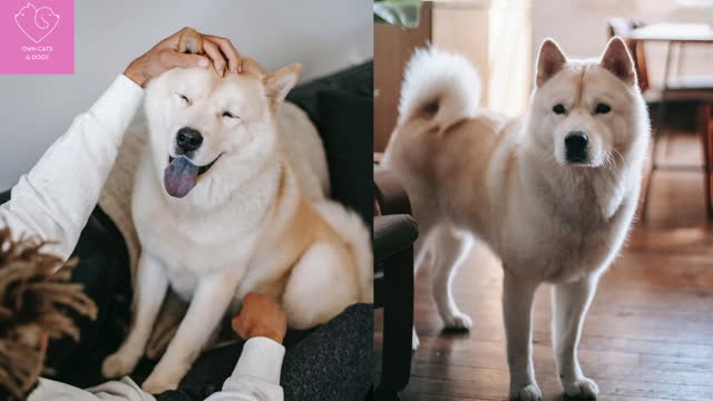 Kishu Inu Dog!!! Brother Akita Inu ♥ Cute Dogs