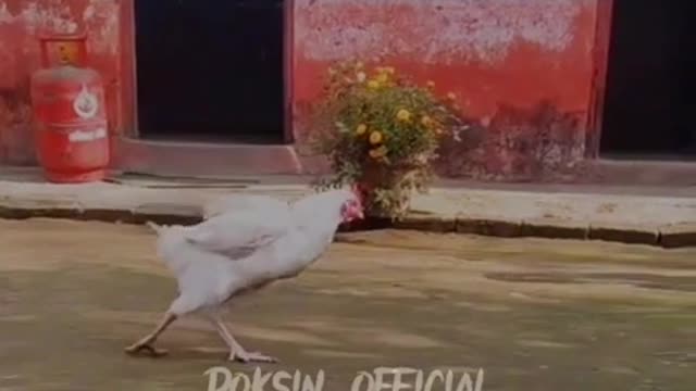 Chicken dance