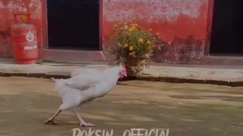 Chicken dance