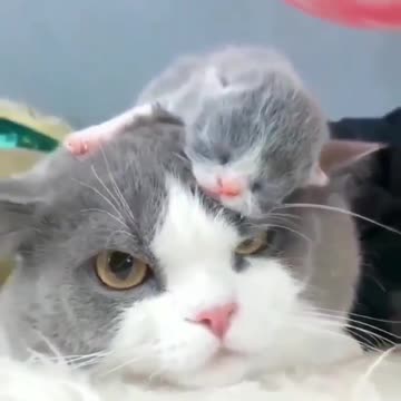 baby kitten with his mom