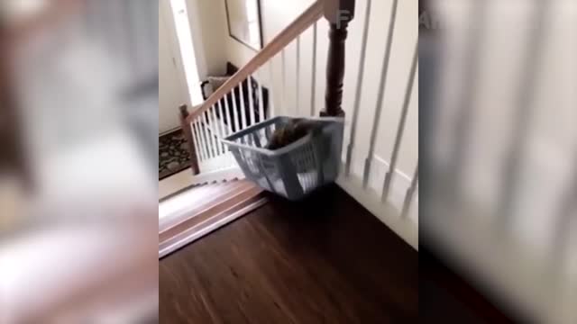 Cat tired of stairs instead tries sliding