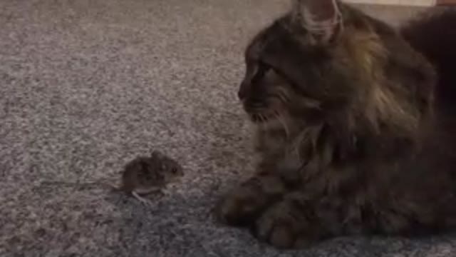 Brave mouse