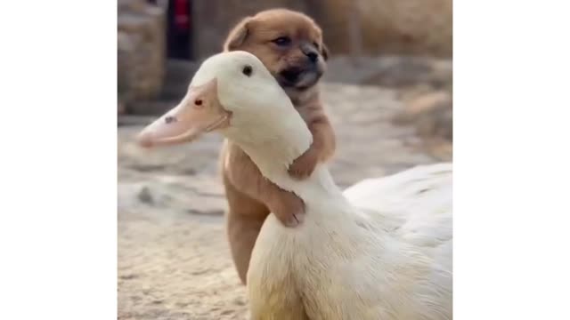 Cute dog and cute DUCK Good friendship video