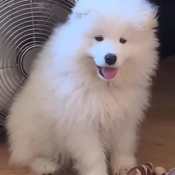 Adorable Samoyed casually hangs in front of a fan to cool off