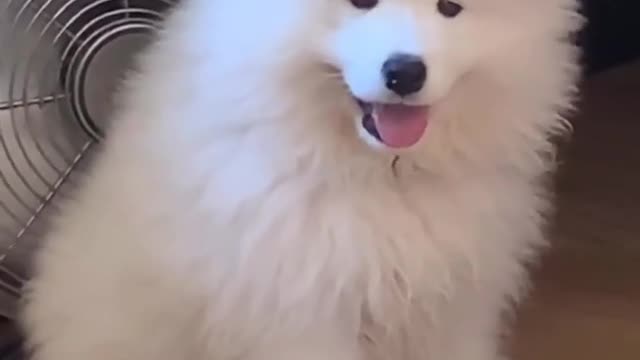 Adorable Samoyed casually hangs in front of a fan to cool off