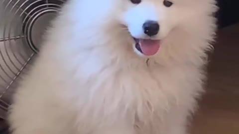 Adorable Samoyed casually hangs in front of a fan to cool off