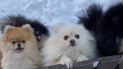 Dog full hd videos, cute cats videos