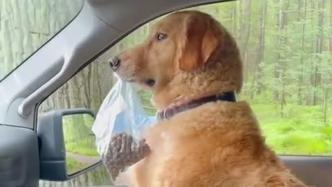 funny animal vedios
