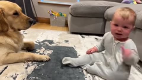 Golden Retriever Pup Makes Baby Cry But Says Sorry