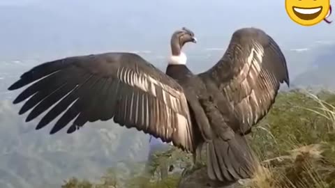 The Worlds Biggest Flying Bird, the Andean Condor #Gidh #dangerous #vulture #birds #shorts
