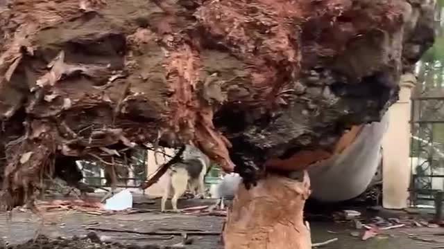 В Гагре рухнул огромный эвкалипт 16.01.2021