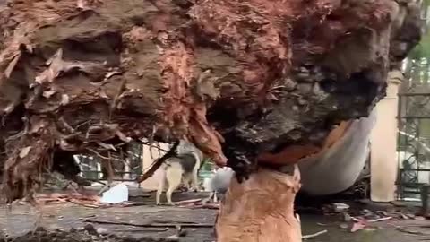 В Гагре рухнул огромный эвкалипт 16.01.2021