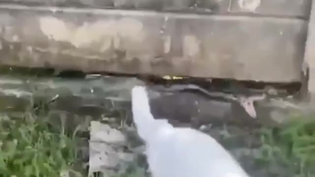 The cat miraculously did not fall into the python's mouth
