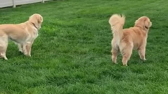 Two goofy dogs having a great time together