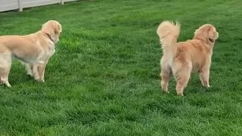 Two goofy dogs having a great time together