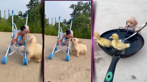 Cute dogs playing