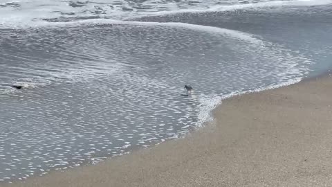 Sandpiper in the Surf