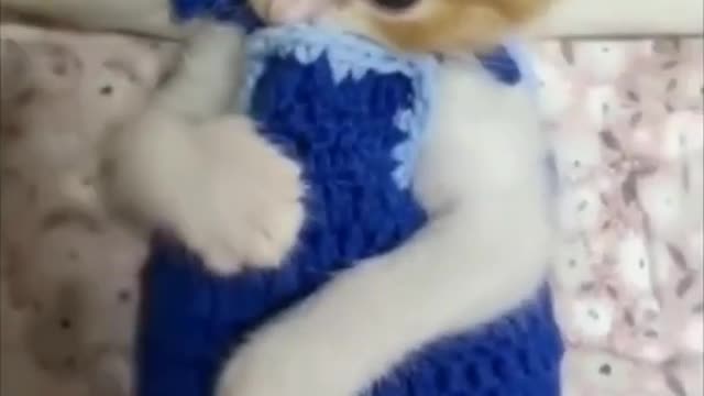 Cute baby|Funny cat videos #shortss #pets #tiktok #babystatus