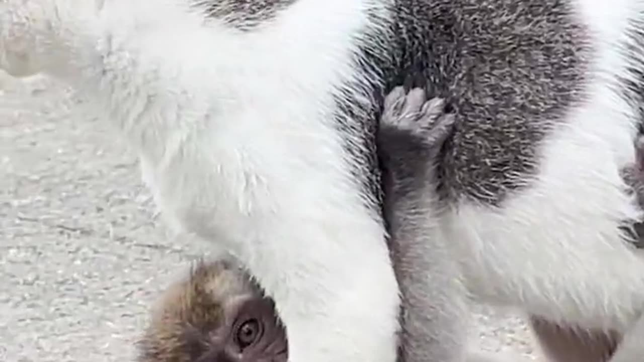 This lost baby monkey was adopted by this cat.
